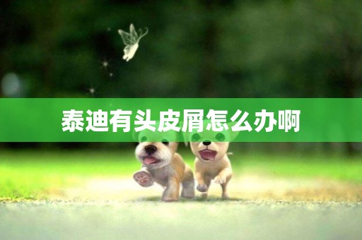 泰迪有頭皮屑怎么辦啊