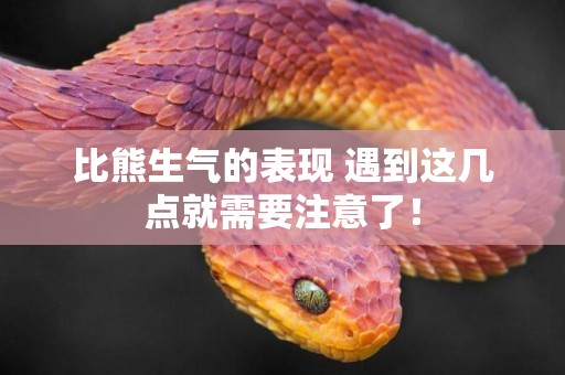 比熊生氣的表現 遇到這幾點就需要注意了！