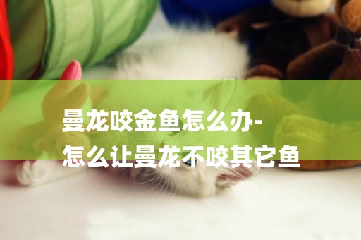 曼龍咬金魚怎么辦-
怎么讓曼龍不咬其它魚