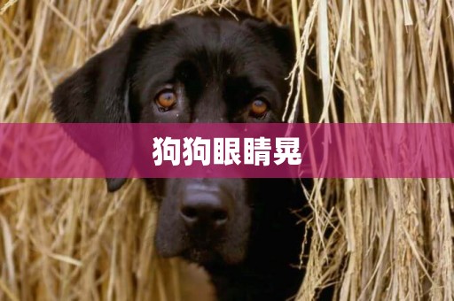 狗狗眼睛晃