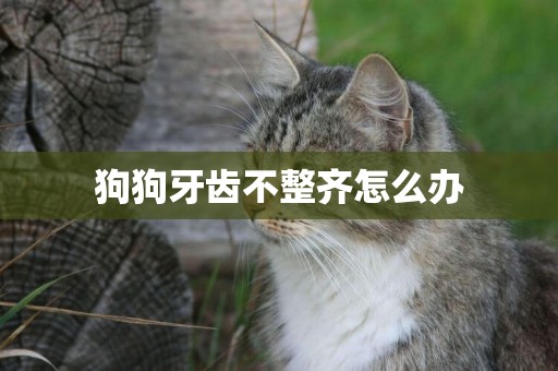 狗狗牙齒不整齊怎么辦