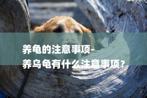 養龜的注意事項-
養烏龜有什么注意事項？