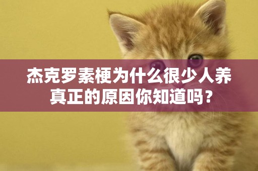 杰克羅素梗為什么很少人養 真正的原因你知道嗎？