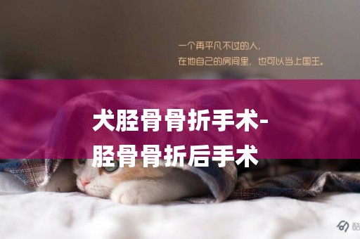 犬脛骨骨折手術-
脛骨骨折后手術
