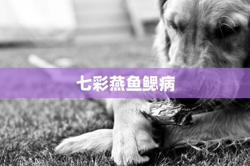 七彩燕魚鰓病
