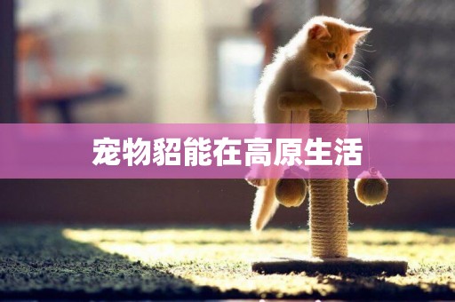寵物貂能在高原生活