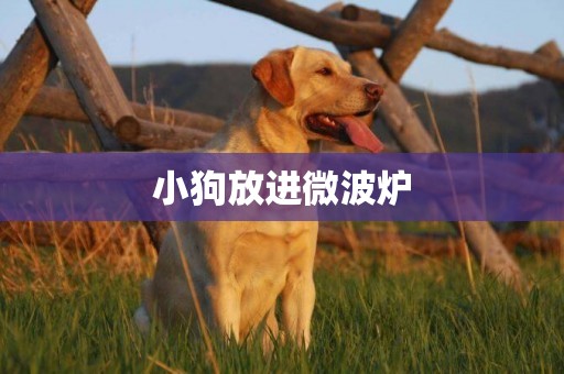 小狗放進微波爐