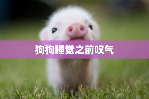 狗狗睡覺之前嘆氣