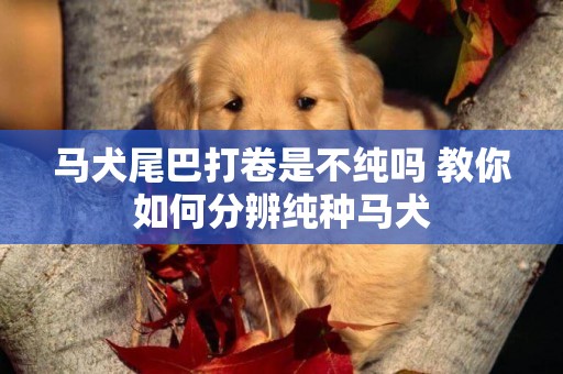馬犬尾巴打卷是不純嗎 教你如何分辨純種馬犬