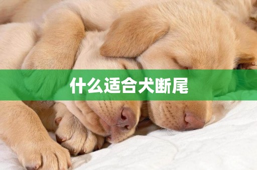 什么適合犬斷尾