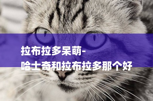拉布拉多呆萌-
哈士奇和拉布拉多那個好