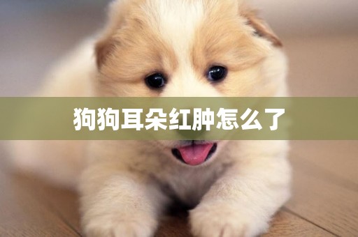 狗狗耳朵紅腫怎么了