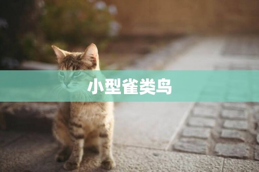 小型雀類鳥