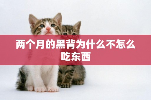 兩個月的黑背為什么不怎么吃東西