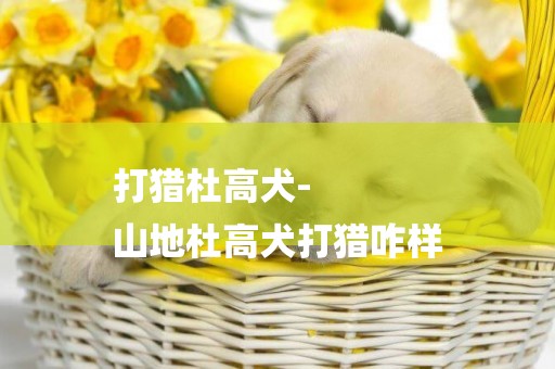 打獵杜高犬-
山地杜高犬打獵咋樣
