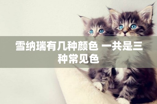 雪納瑞有幾種顏色 一共是三種常見色 雪納瑞有幾種顏色 一共是三種常見色