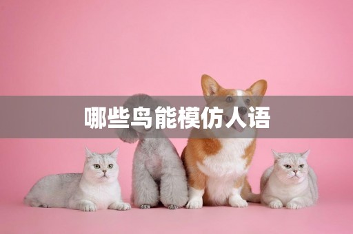 哪些鳥能模仿人語