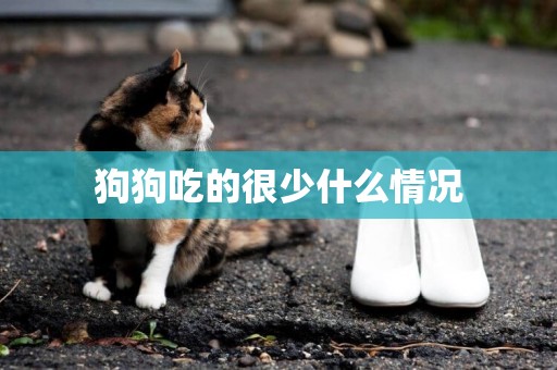 狗狗吃的很少什么情況