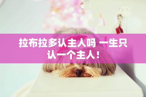 拉布拉多認主人嗎 一生只認一個主人！