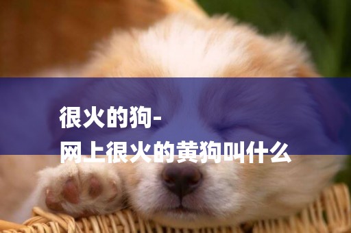 很火的狗-
網上很火的黃狗叫什么
