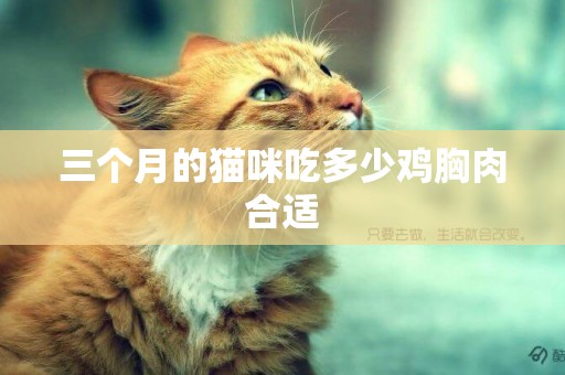 三個月的貓咪吃多少雞胸肉合適