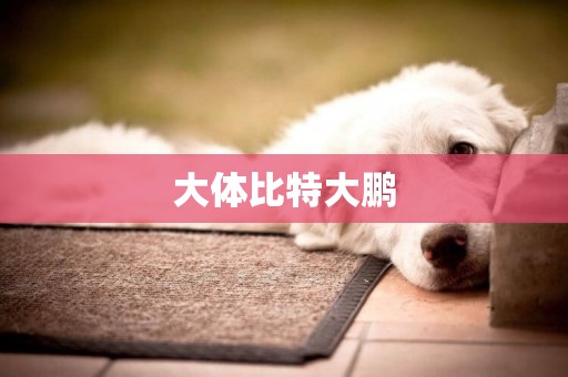 大體比特大鵬