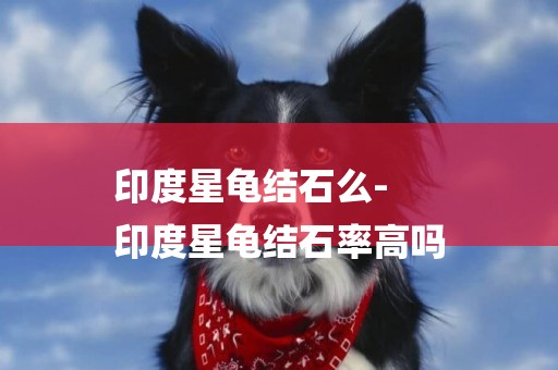 印度星龜結石么-
印度星龜結石率高嗎