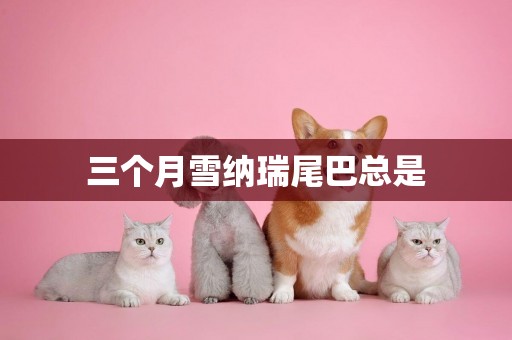 三個月雪納瑞尾巴總是