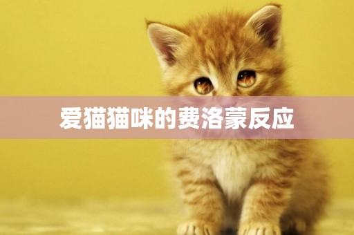 愛貓貓咪的費洛蒙反應