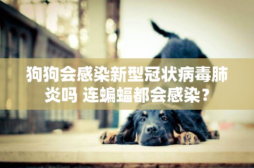 狗狗會感染新型冠狀病毒肺炎嗎 連蝙蝠都會感染？