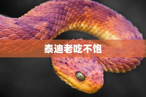 泰迪老吃不飽