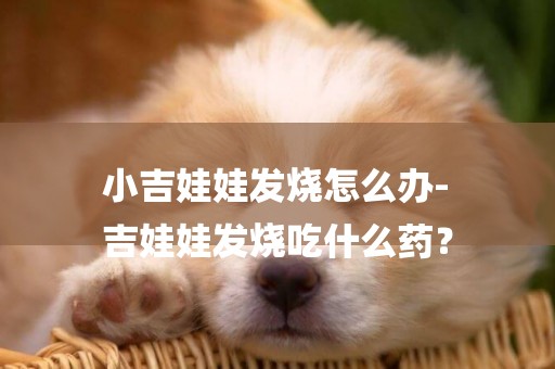 小吉娃娃發燒怎么辦-
吉娃娃發燒吃什么藥？