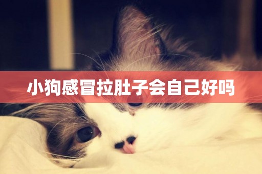 小狗感冒拉肚子會自己好嗎