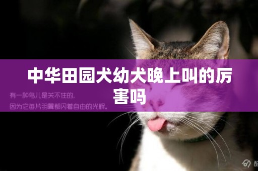 中華田園犬幼犬晚上叫的厲害嗎