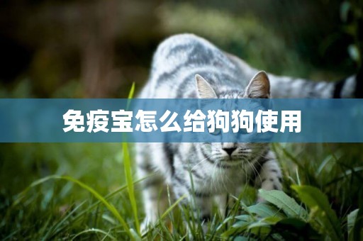 免疫寶怎么給狗狗使用