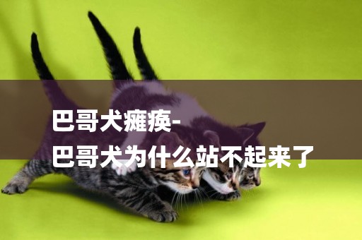 巴哥犬癱瘓-
巴哥犬為什么站不起來了