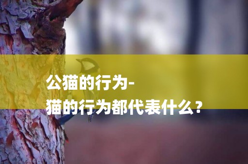 公貓的行為-
貓的行為都代表什么？
