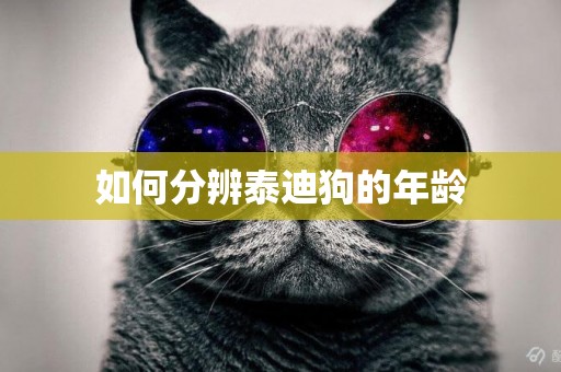 如何分辨泰迪狗的年齡