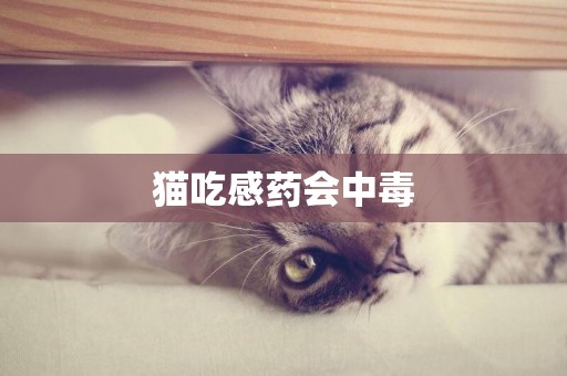 貓吃感藥會中毒