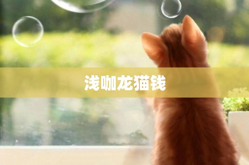 淺咖龍貓錢