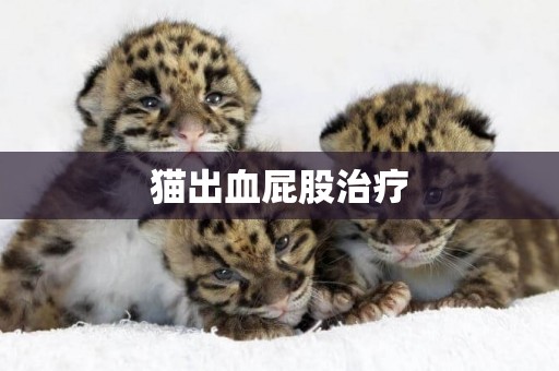 貓出血屁股治療