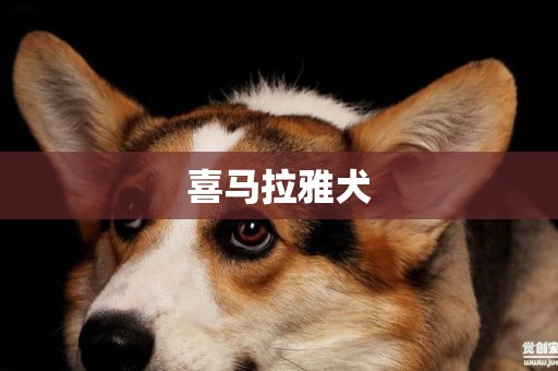 喜馬拉雅犬