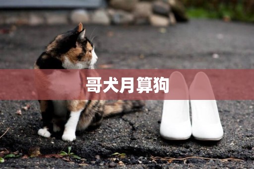 哥犬月算狗