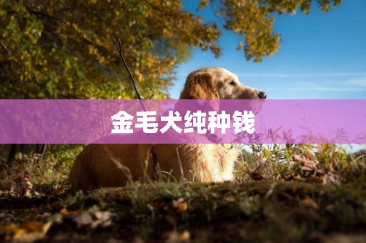 金毛犬純種錢