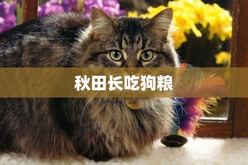 秋田長吃狗糧