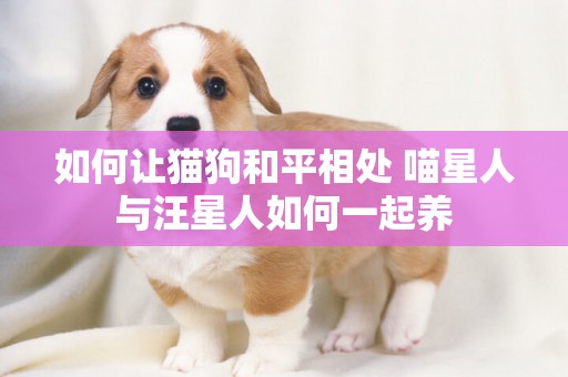 如何讓貓狗和平相處 喵星人與汪星人如何一起養
