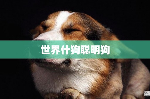 世界什狗聰明狗