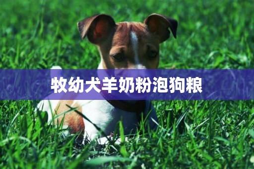 牧幼犬羊奶粉泡狗糧