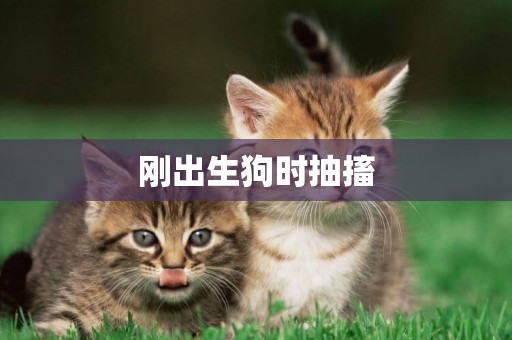 剛出生狗時抽搐