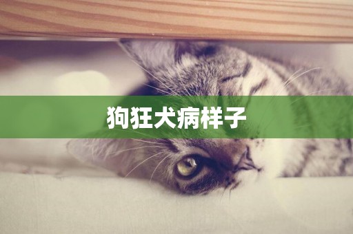 狗狂犬病樣子